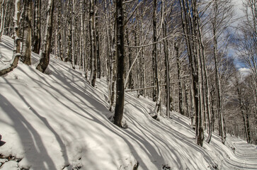 Zima w Bieszczadzkim lesie 