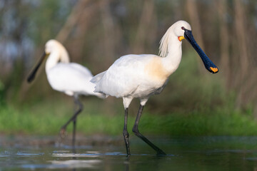 Eurasian spoonbill