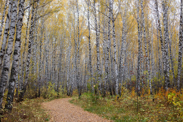Obraz premium Pathway surrounded by high birches in autumn forest illuminated by small sunbeam. Red and yellow leaves cover grass and long footpath