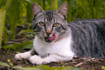 Naklejka na ściany i meble Cat in the cornfield with tongue showing
