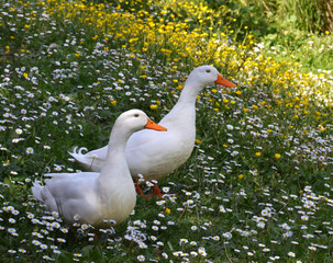 two white ducks on flowery meadow - 587692101