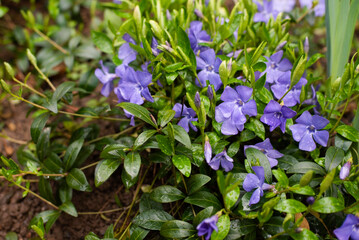 Bright purple beautiful violet flowers are blooming in garden in early spring, the snow has already melted and the beautiful flowers are blooming, welcome spring, spring floral background