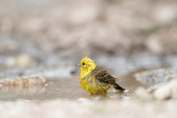 Yellowhammer (Emberiza citrinella) in its natural habitat.