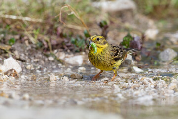 Yellowhammer (Emberiza citrinella) in its natural habitat.