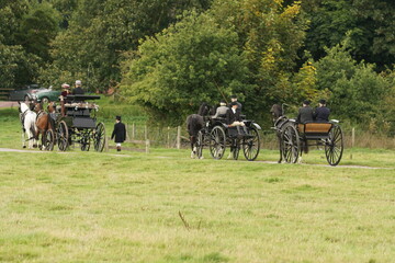Horses pulling carts or carriages wearing full leather harness, bridles and breastcollar