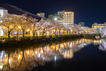Fototapeta na wymiar 小田原城址公園の桜