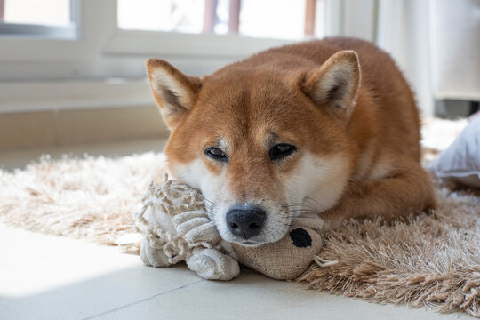 Domestic sad dog sits on a shaggy rug at home with a toy looks out the window and waits for its owner to come. Lonely shiba inu puppy dog
