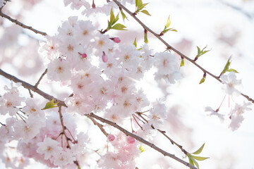春の満開の桜の花の風景