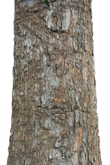 Tree trunk isolated on white background.