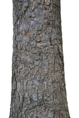 Tree trunk isolated on white background.