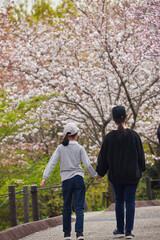 春の桜満開の公園で花見している子供姉妹の姿