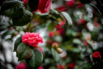 Pink Rose In The Garden