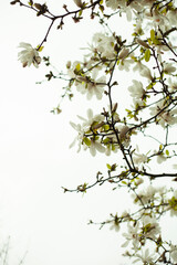 White Flowers In The Garden