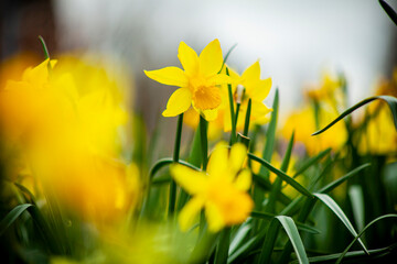 Obraz premium Yellow Flowers In Spring