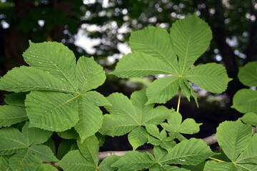 Chestnut tree leaves in the garden