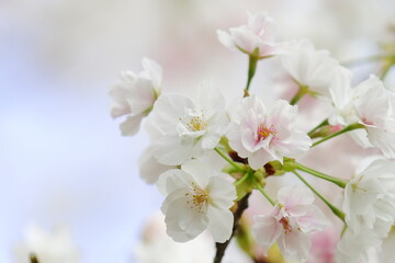 桜（笹部桜）