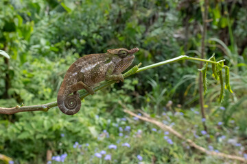 Bohme's Two Horned Chameleon in Tanzania
