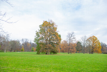 many autumn colored trees in a green clearing near the pond