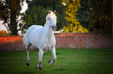 Grey horse cantering and jumping in a grassy field with woodland