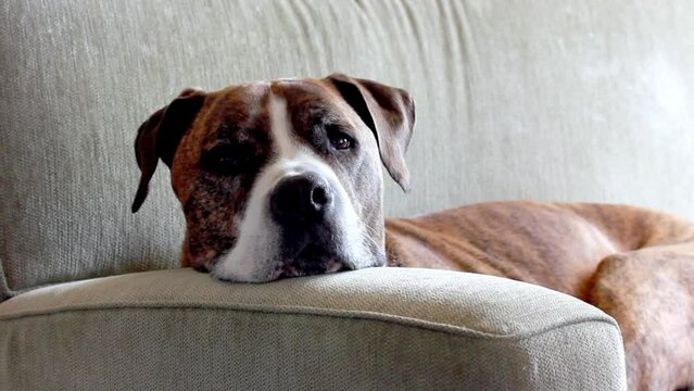 Portrait of a sad, lonely, big brown white boxer dog lies on a couch and waits longingly for owner. Loneliness, pet psychology. Domestic animal indoors in home interior. Canine is laying in bed. 