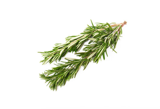 Rosemary isolated on white background. Fresh spice herbs. Seasoning for meat and fish. Recipe.