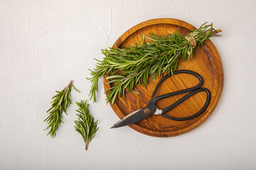 Rosemary and retro scissors in a wooden plate on a white textural background. Fresh spice herbs. Seasoning for meat and fish. Recipe. Organic bouquet of fresh rosemary on the table. Place for text.