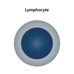 A Lymphocyte is a type of white blood cell (leukocyte)