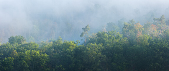Panorama of Natural Forest covered by morning fog