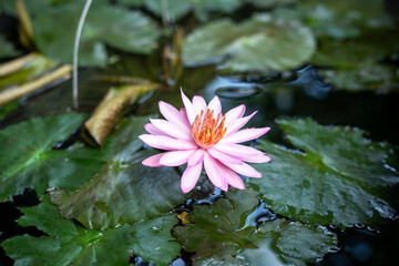 Beautiful waterlily or bunga teratai / lotus flower in the pond, nature background.