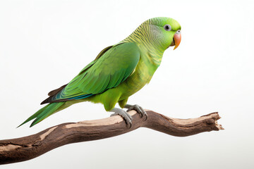 Green parakeet bird sitting on branch - Generative AI