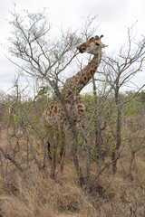 giraffe in the savannah