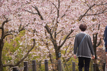 桜の咲く公園で花見している人々の姿