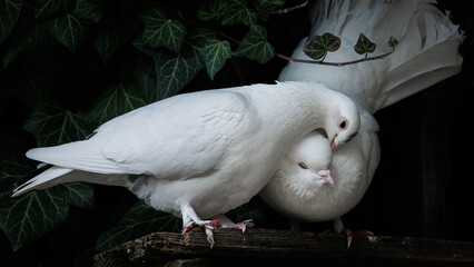 gołębie, miłość