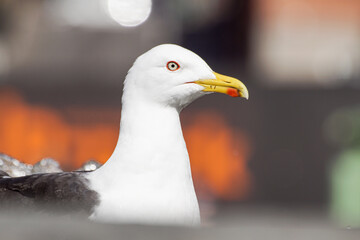 close up of a seagull