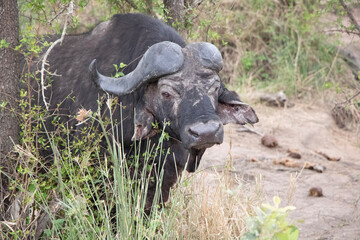 Obraz premium cape buffalo in the savannah