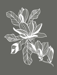 lace flower magnolia, bouquet, vector illustration