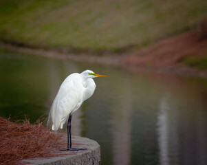 Great Egret