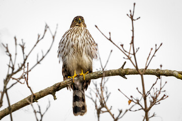 Cooper's Hawk on tree branch