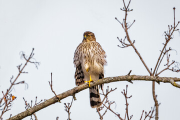 Cooper's Hawk