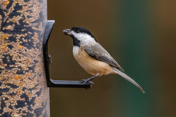 Chickadee on birdfeeder