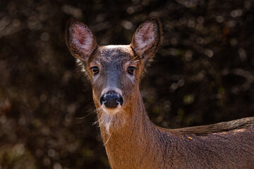 deer in the woods