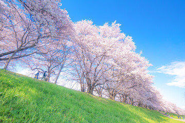 桜並木 blooming tree