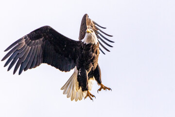 bald eagle in flight