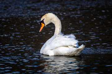 Naklejka premium swan on the water