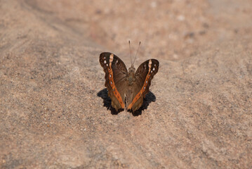 butterfly on the ground
