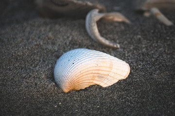 Sea Shell on Folly Beach, South Carolina