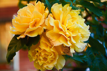 Yellow roses close-up in the garden. Beauty and tenderness and celebration. Nature