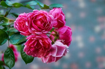 Pink rose close-up in summer in the garden. Beautiful floral background. Valentine's day and holidays. Love and tenderness