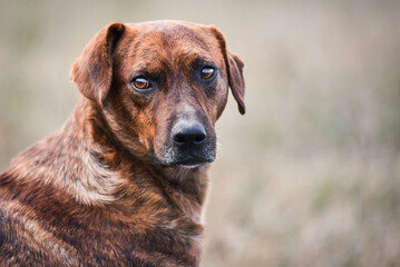 Photo of cute shelter dog. He was at his daily walk on the meadow near the shelter