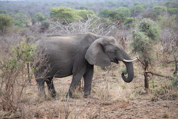 elefant in savannah